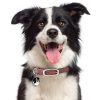 Border-Collie-Dog-Tag-ID-Image