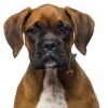Boxer-Dog-Tag-ID-Size-Image