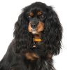 Cavalier-King-Charles-Spaniel-black-and-tan-Dog-Tag-ID-Image-nm Cavalier-King-Charles-Spaniel-black-and-tan-Dog-Tag-ID-Image-nm