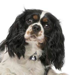 Cavalier-king-charles-spaniel-tricolor-Dog-Tag-ID-Image