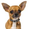 Chihuahua-Chocolate-Dog-Tag-ID-Image