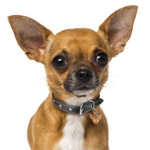 Chihuahua-Chocolate-Dog-Tag-ID-Image