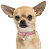 Chihuahua-Creme-Dog-Tag-ID-Image Chihuahua-Creme-Dog-Tag-ID-Image
