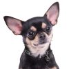 Chihuahua-black-Dog-Tag-ID-Img