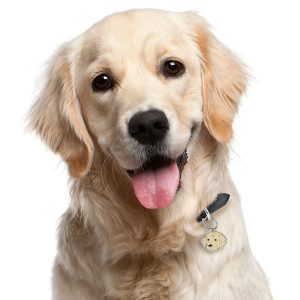 Golden-Retriever-Dog-Tag-ID-Image