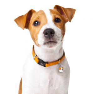 Jack-Russell-Dog-Tag-ID-Img