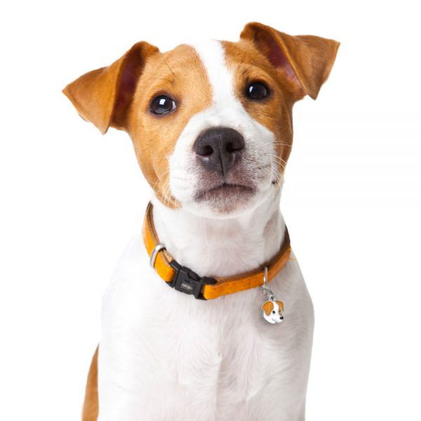Jack-Russell-Dog-Tag-ID-Img