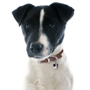 Jack-Russell-blackwhite-Dog-Tag-ID-Image