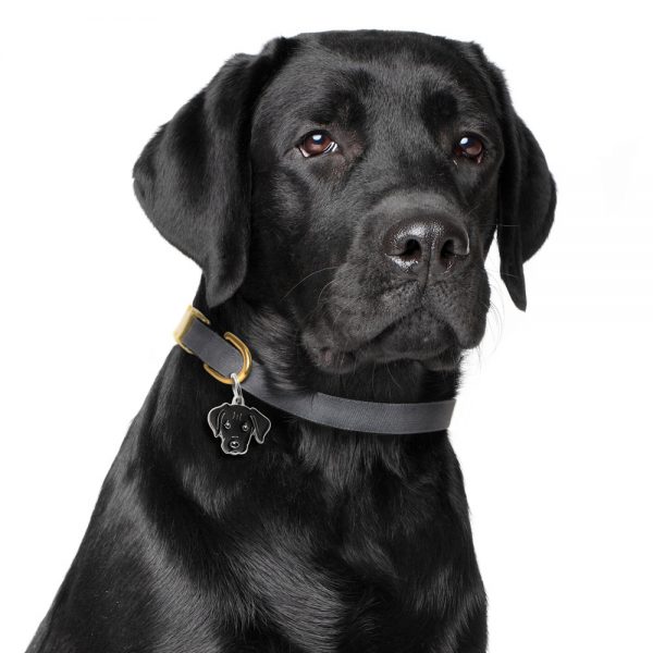 Labrador Retriever black Dog Tag id