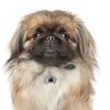 Pekingese-Dog-Tag-ID-Image Pekingese-Dog-Tag-ID-Image