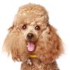 Poodle-Apricot-Dog-Tag-ID-IMG