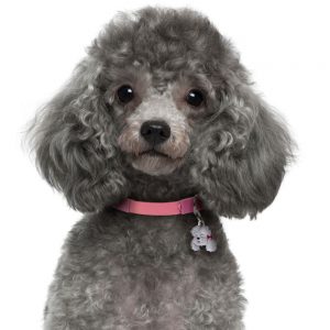 Poodle-Grey-Dog-Tag-IMG