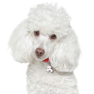 Poodle-White-Dog-Tag-ID-Image