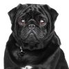 Pug-Black-Dog-Tag-ID-Img Pug-Black-Dog-Tag-ID-Img