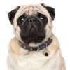 Pug-Tan-Dog-Tag-ID-Image