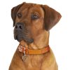 Rhodesian-Ridgeback-Dog-Tag-ID-Image Rhodesian-Ridgeback-Dog-Tag-ID-Image