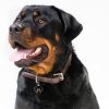 Rottweiler-Dog-Tag-ID-Image
