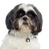 Shih-Tzu-Dog-Tag-ID-Image Shih-Tzu-Dog-Tag-ID-Image