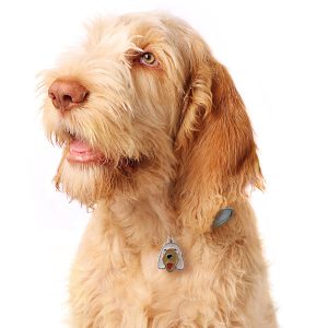 Spinone-Italiano-Dog-Tag-ID-Img
