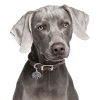 Weimaraner-Dog-Tag-ID-Image Weimaraner-Dog-Tag-ID-Image