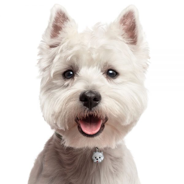 West-Highland-Terrier-White-Dog-Tag-ID-Image