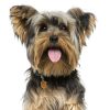 Yorkshire-Dog-Tag-ID-Image Yorkshire-Dog-Tag-ID-Image