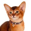 Abyssinian-Cat-Tag-ID-Img