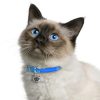 Birman-Cat-Tag-ID-Img